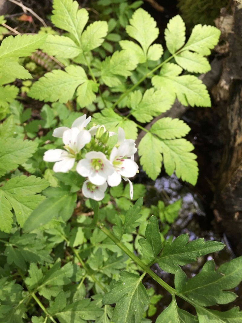 Cardamine geraniifolia photo 2