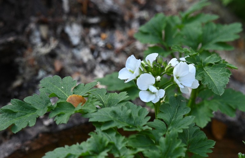 Cardamine geraniifolia photo 3