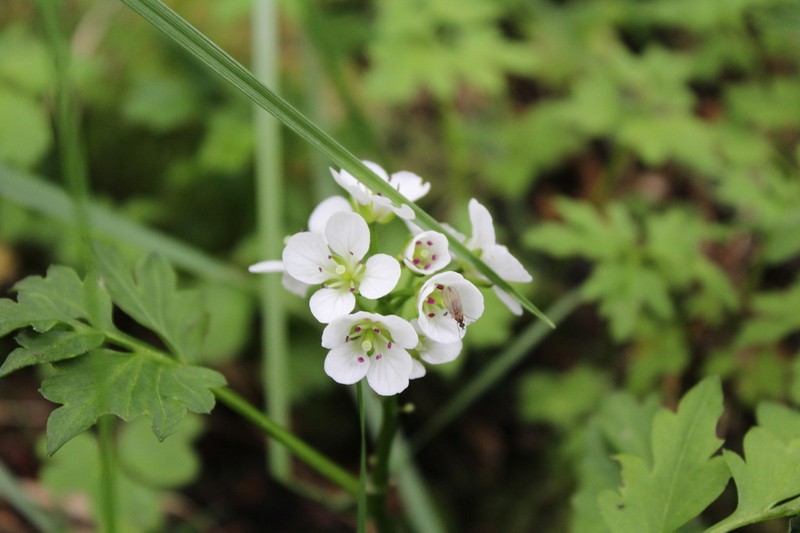 Cardamine geraniifolia photo 4