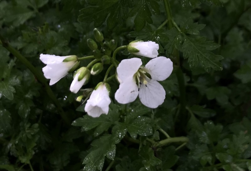 Cardamine geraniifolia photo 5