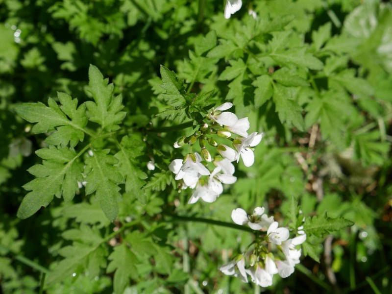 Cardamine geraniifolia photo 6