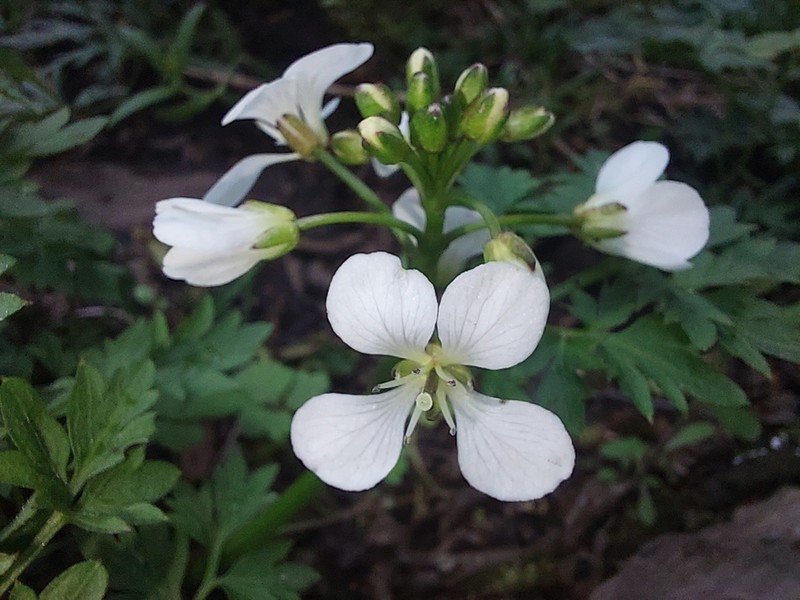 Cardamine geraniifolia photo 7