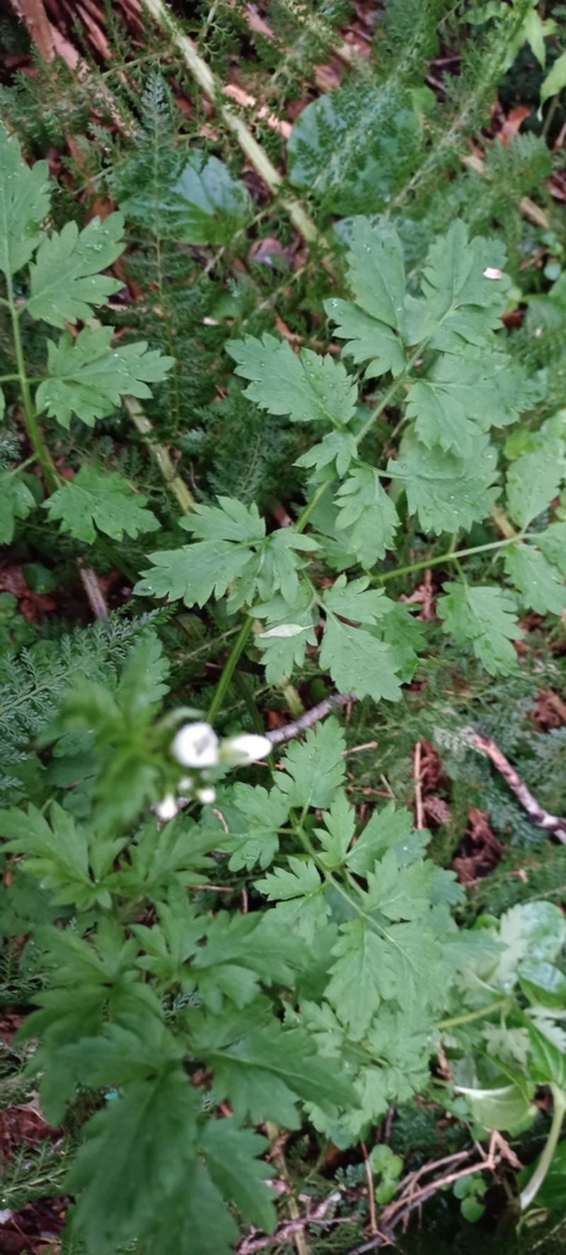 Cardamine geraniifolia photo 8