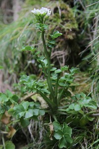 Cardamine glacialis