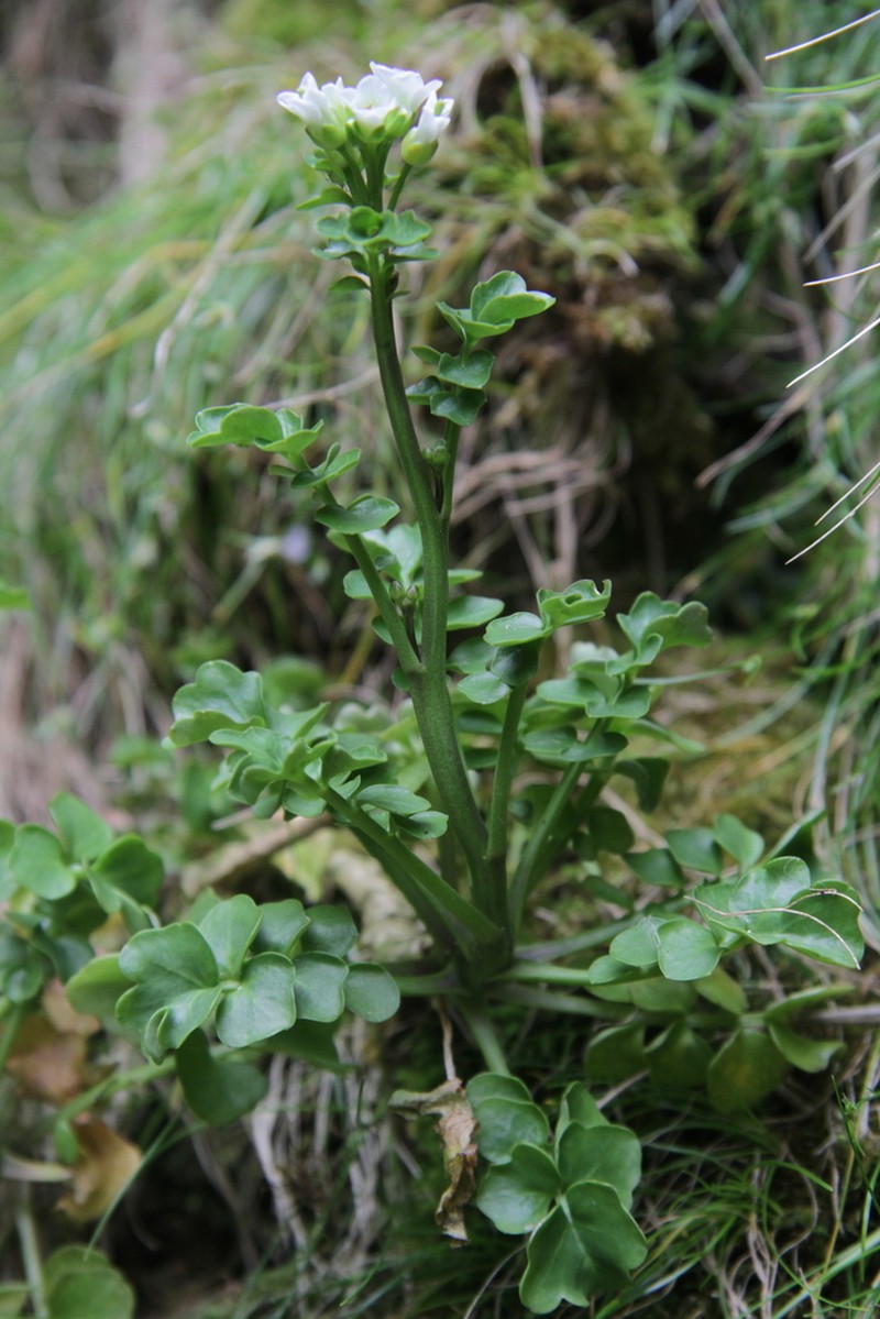 Cardamine glacialis
