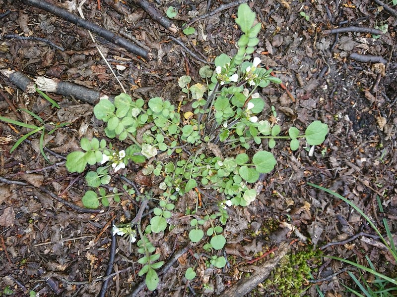 Cardamine glacialis photo 2