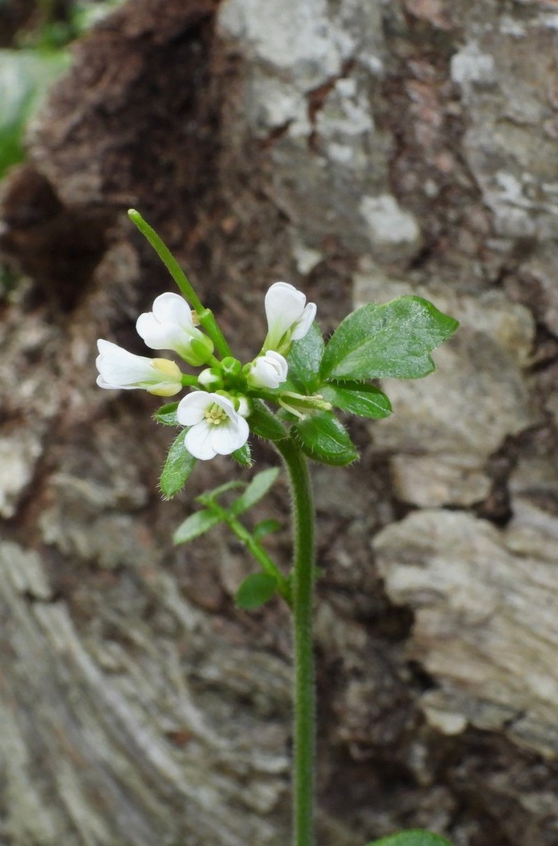 Cardamine glacialis photo 3