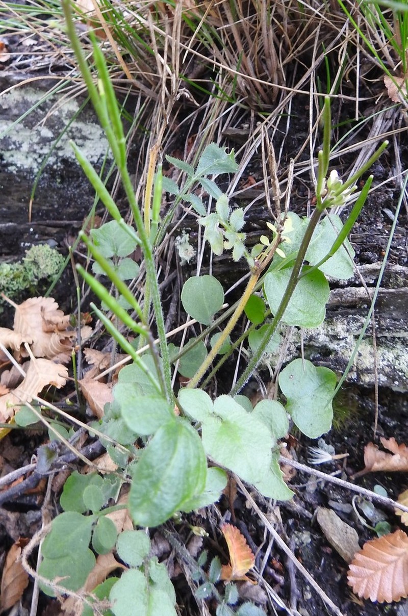 Cardamine glacialis photo 4