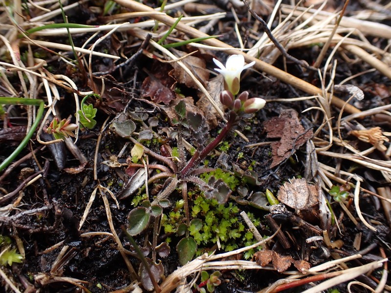 Cardamine glacialis photo 5