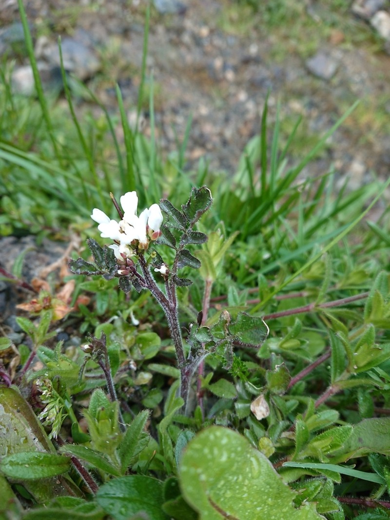 Cardamine glacialis photo 6