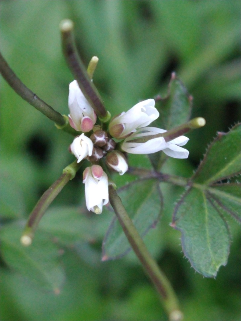 Cardamine glacialis photo 7