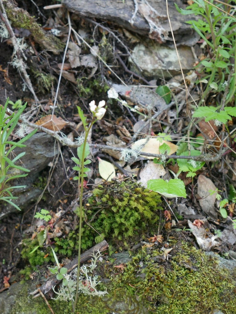 Cardamine glacialis photo 8