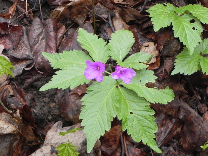 Cardamine glanduligera
