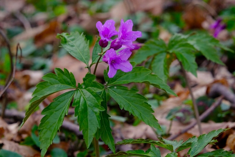 Cardamine glanduligera photo 2