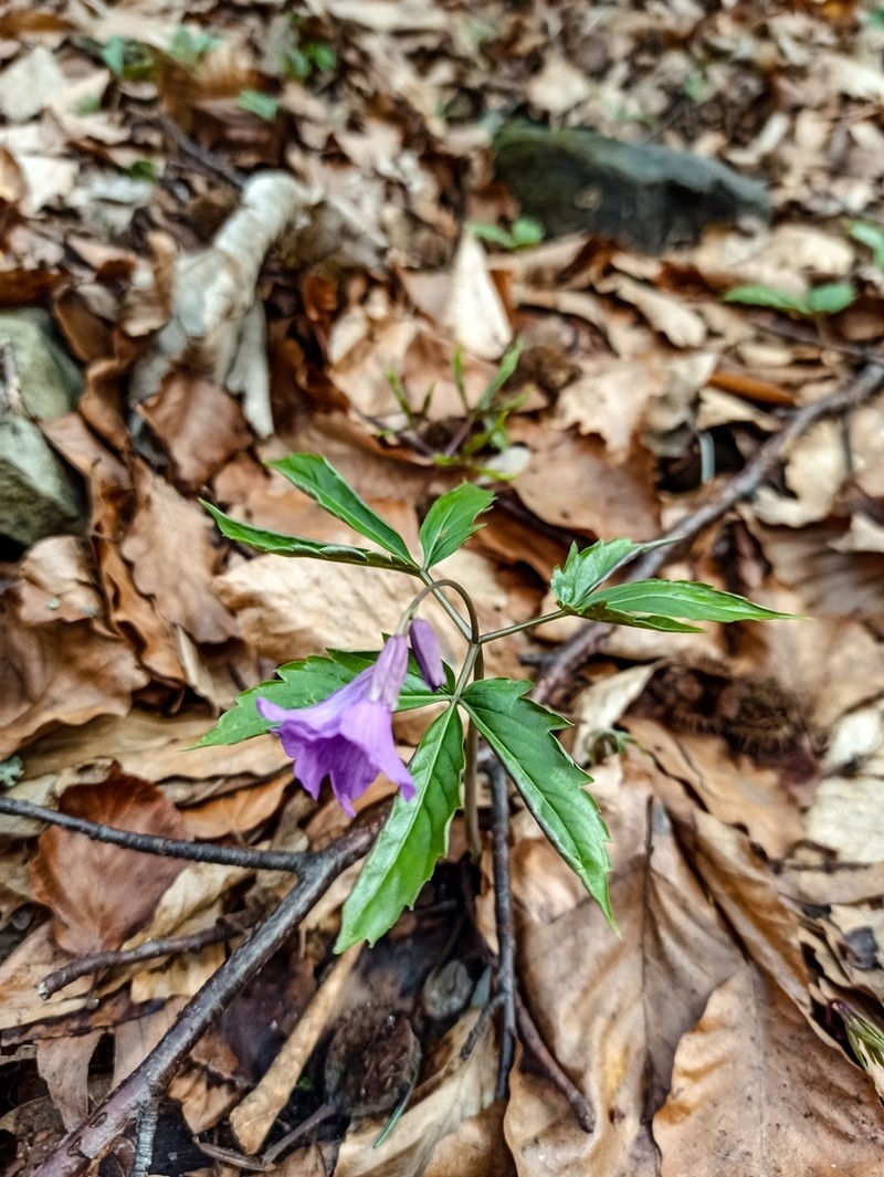 Cardamine glanduligera photo 3