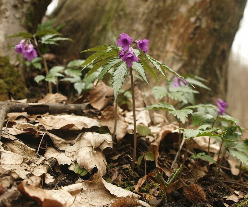 Cardamine glanduligera photo 4