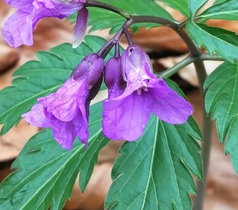 Cardamine glanduligera photo 5