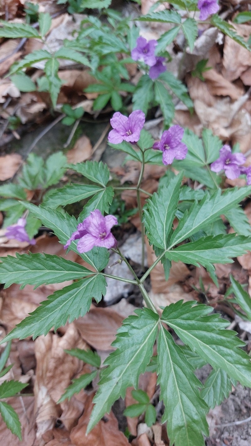 Cardamine glanduligera photo 6