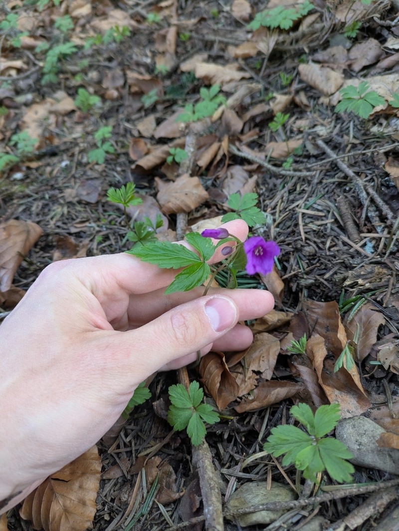 Cardamine glanduligera photo 7