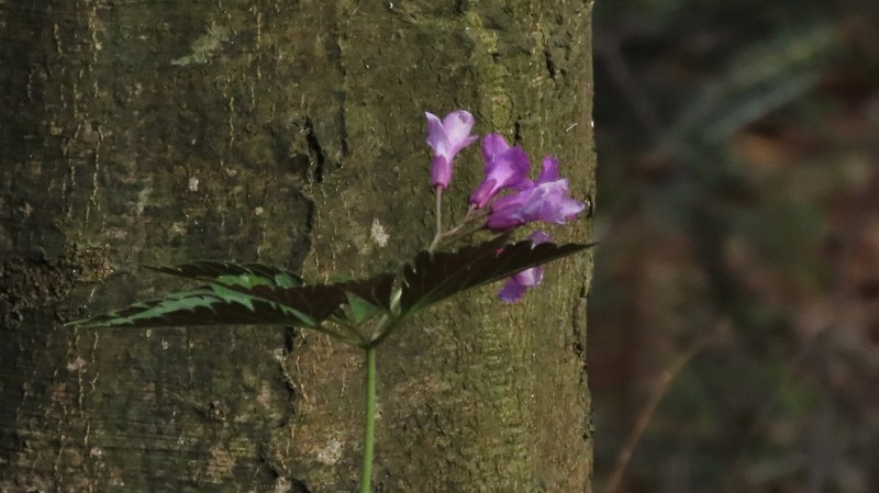 Cardamine glanduligera photo 8