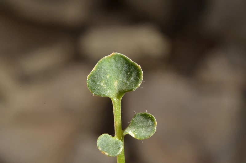 Cardamine glara photo 2