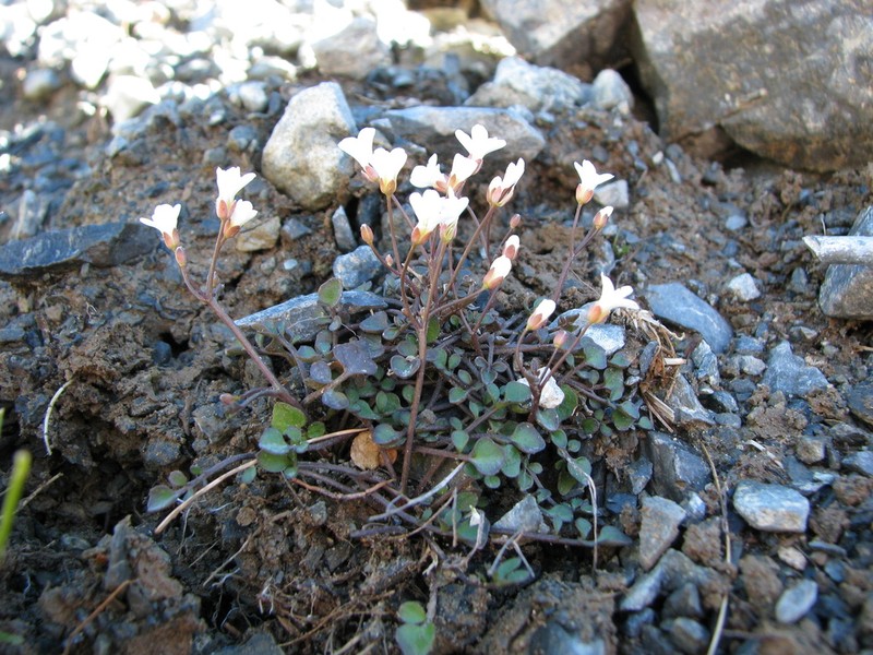 Cardamine glara photo 3