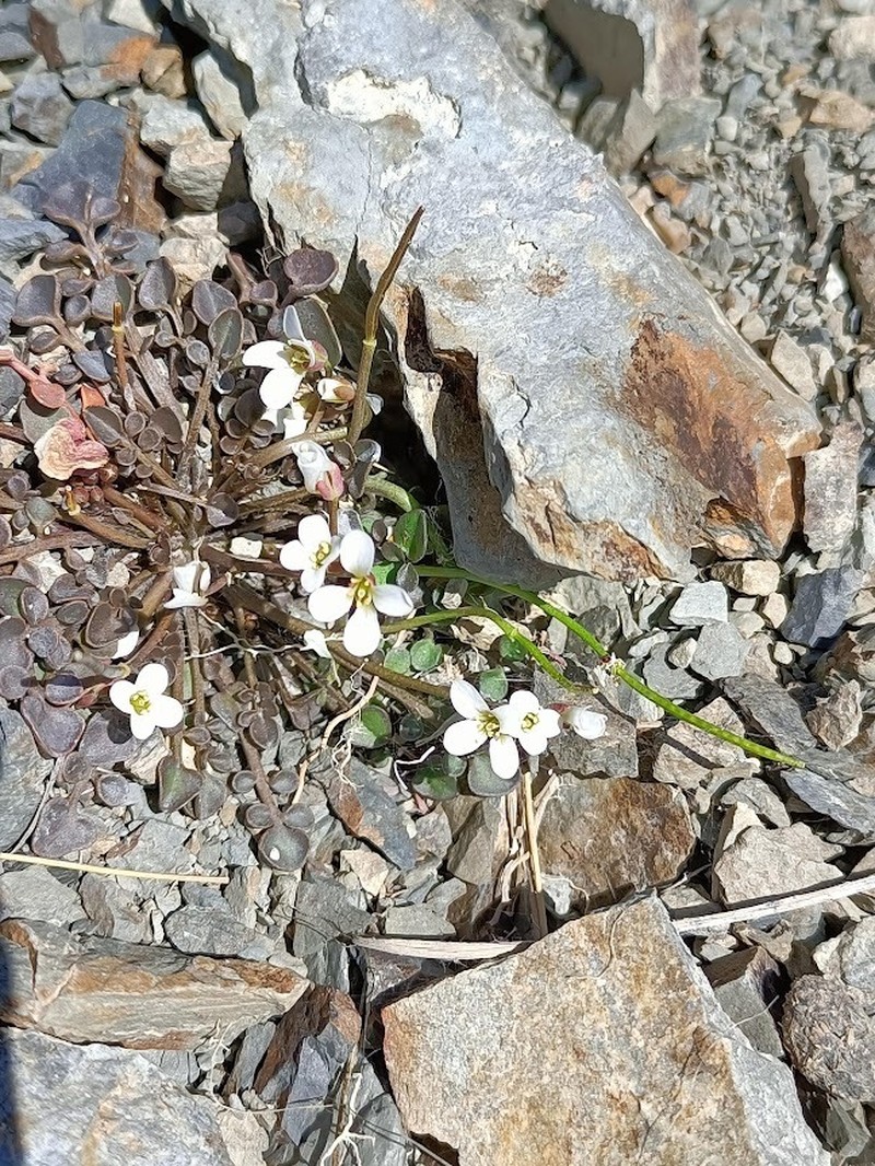 Cardamine glara photo 5