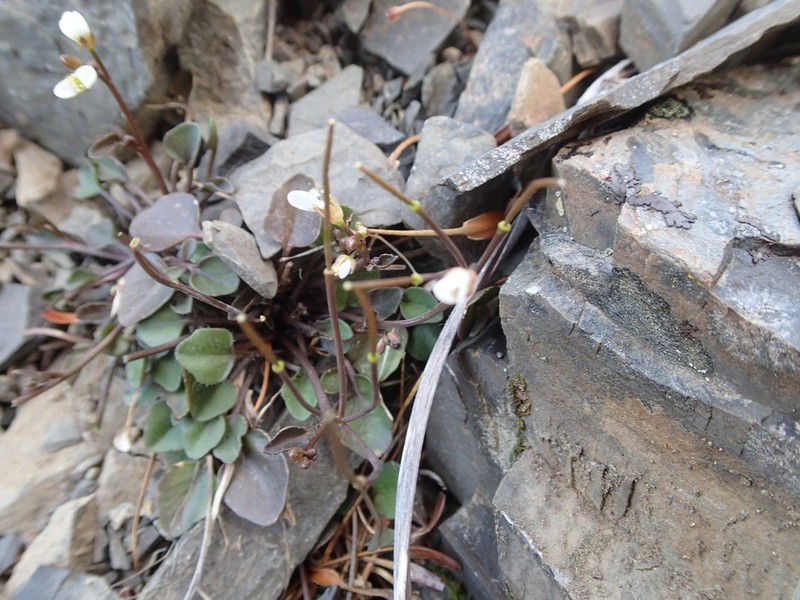 Cardamine glara photo 6