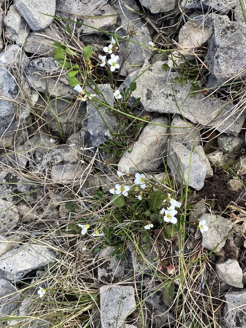 Cardamine glara photo 7