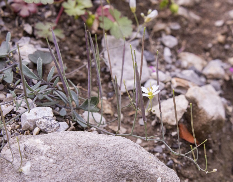 Cardamine glauca