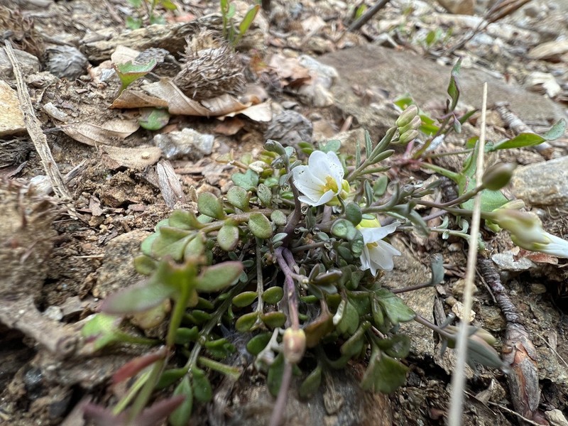 Cardamine glauca photo 2