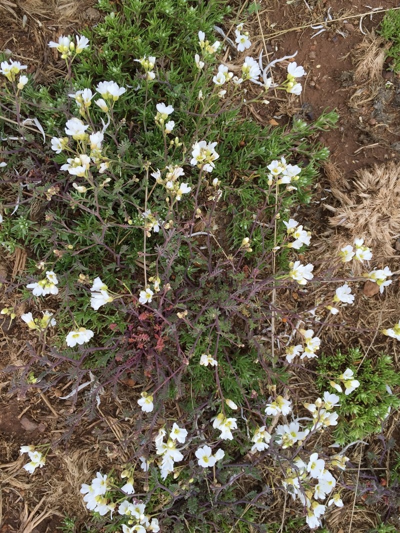 Cardamine glauca photo 3