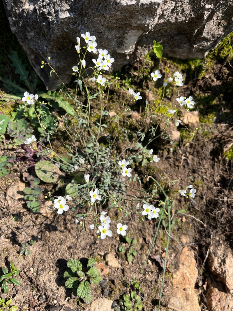 Cardamine glauca photo 4