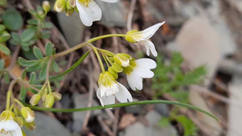 Cardamine glauca photo 6