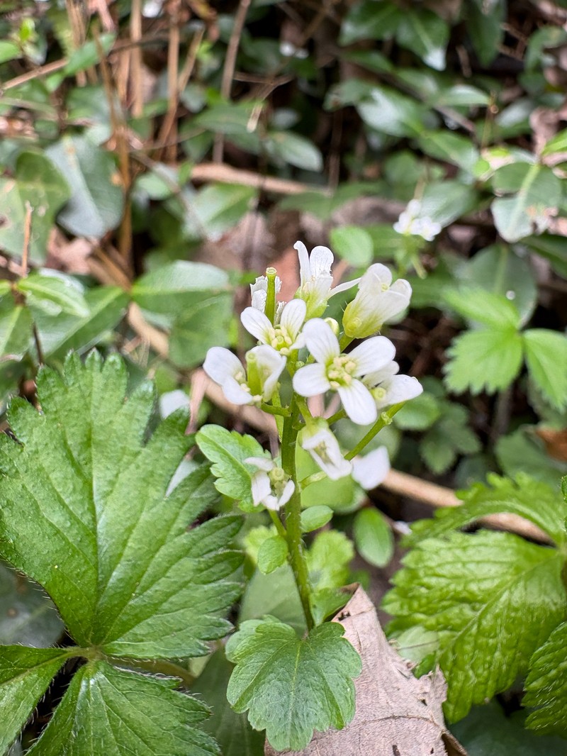 Cardamine glechomifolia photo 4