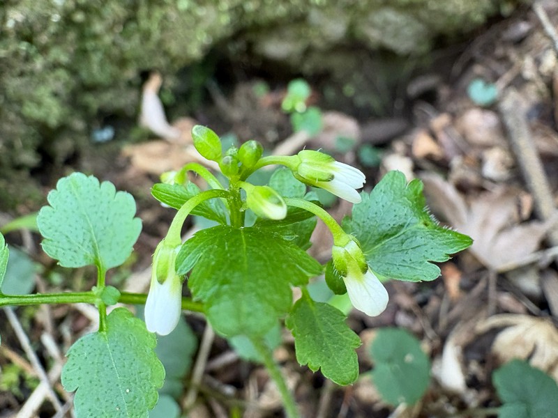 Cardamine glechomifolia photo 5