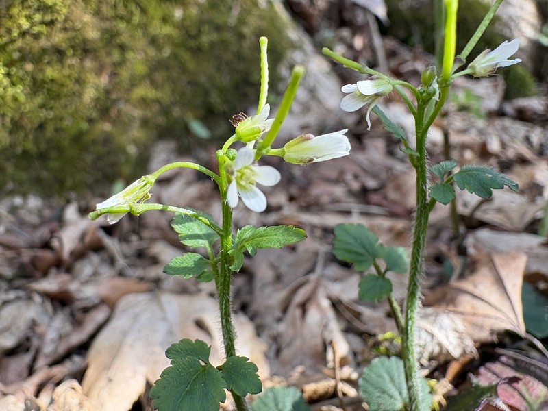 Cardamine glechomifolia photo 6