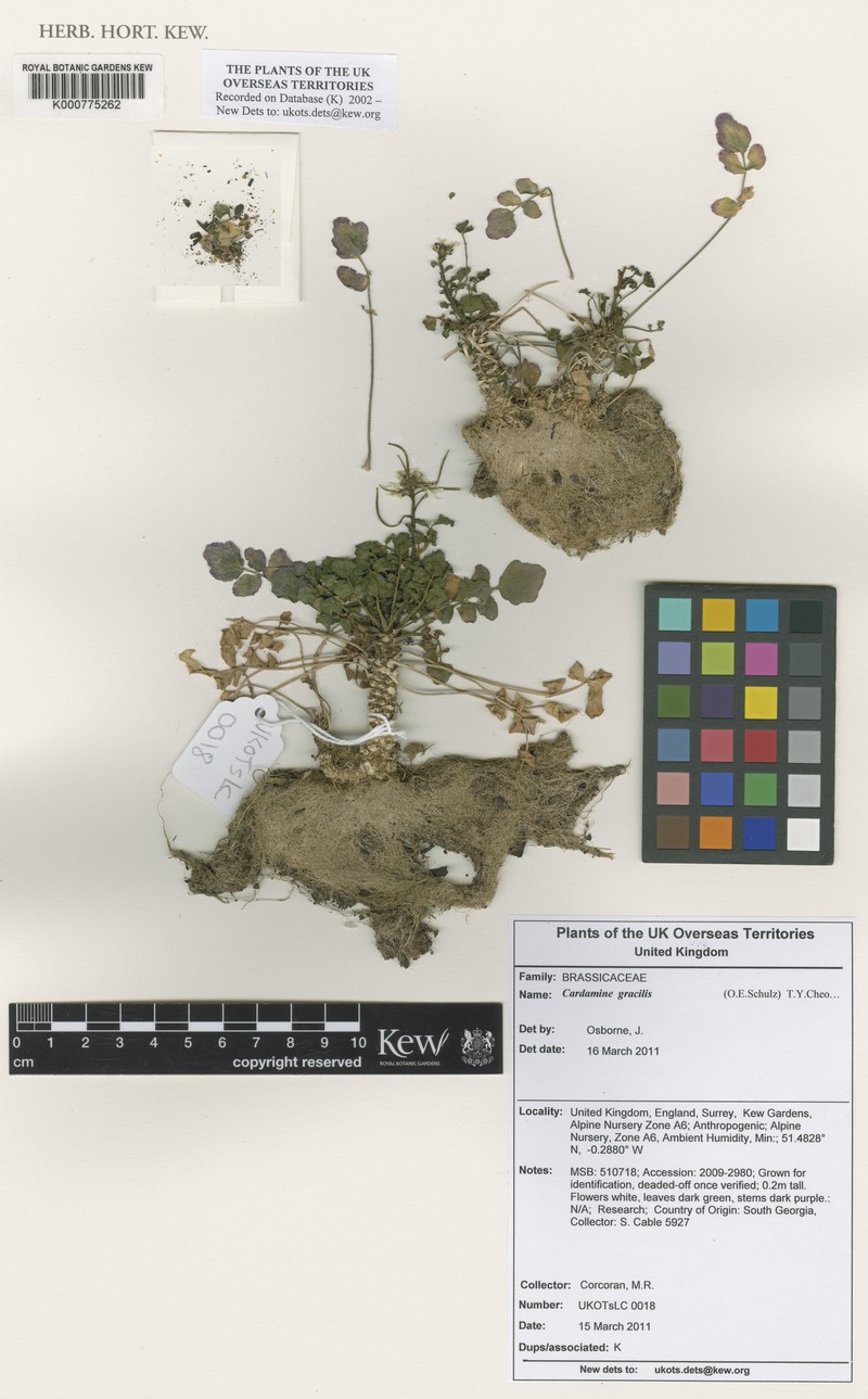 Cardamine gracilis
