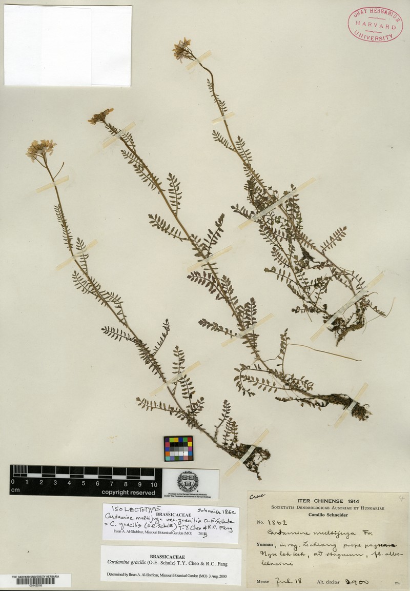 Cardamine gracilis photo 2