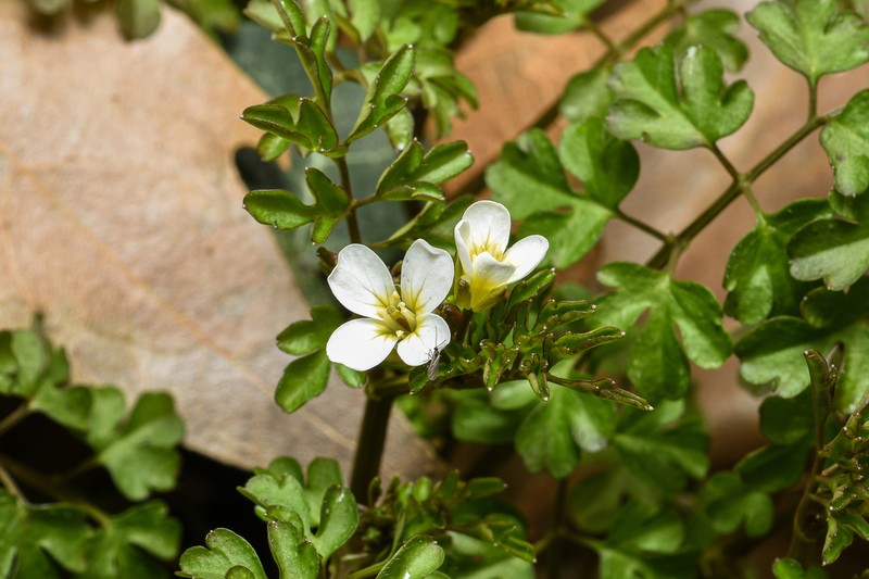 Cardamine graeca