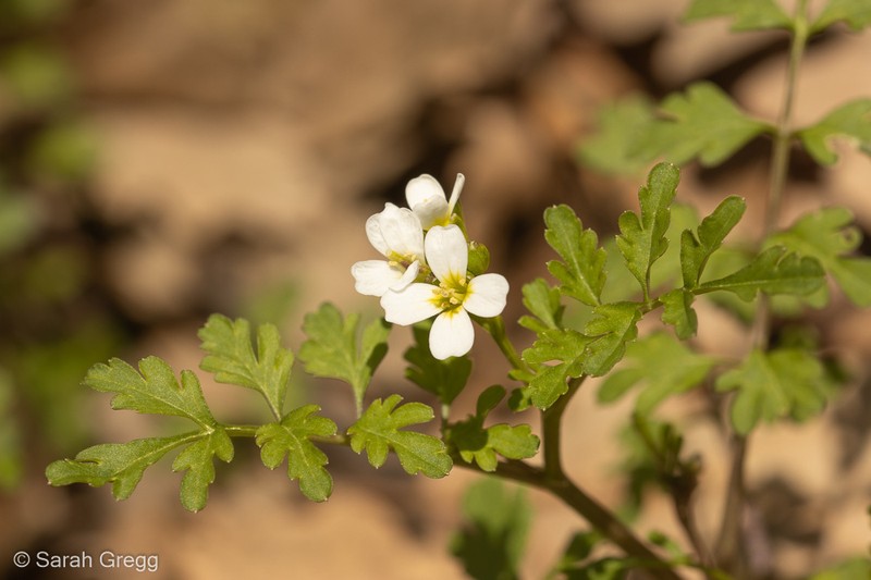 Cardamine graeca photo 2