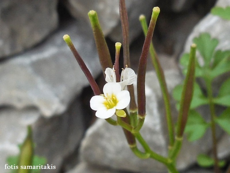 Cardamine graeca photo 3