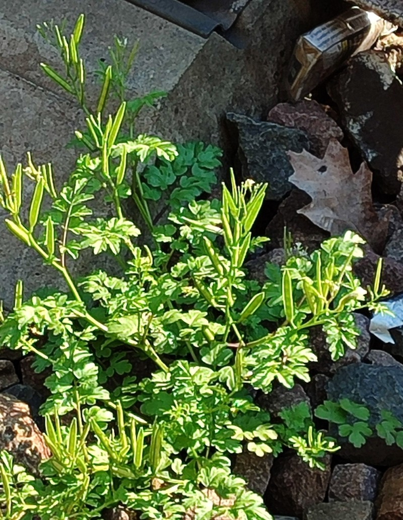 Cardamine graeca photo 4