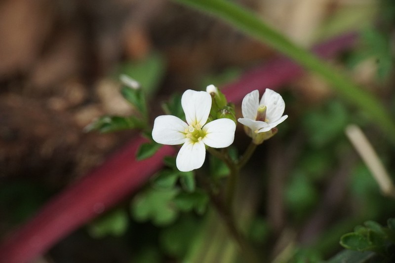 Cardamine graeca photo 5