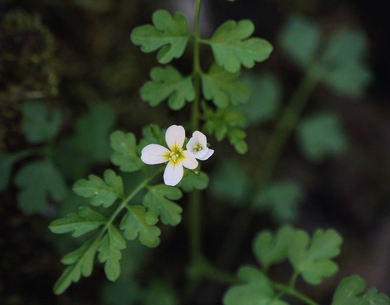 Cardamine graeca photo 6