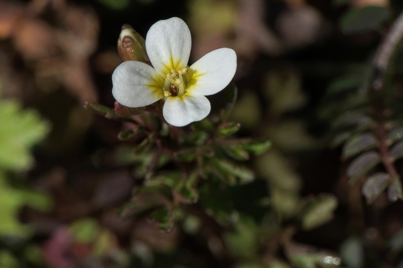 Cardamine graeca photo 7