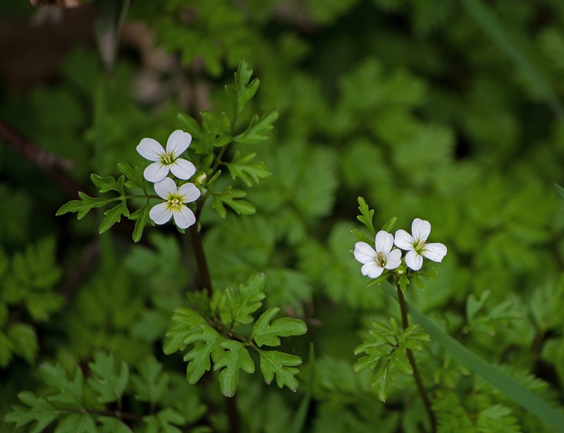 Cardamine graeca photo 8