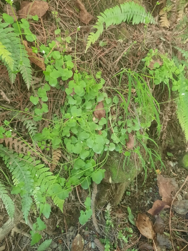 Cardamine grandiscapa