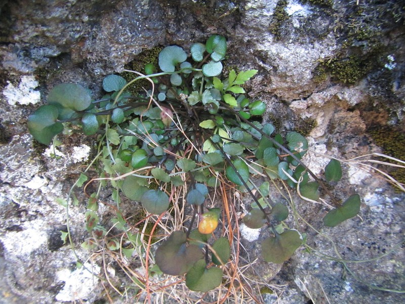 Cardamine grandiscapa photo 2