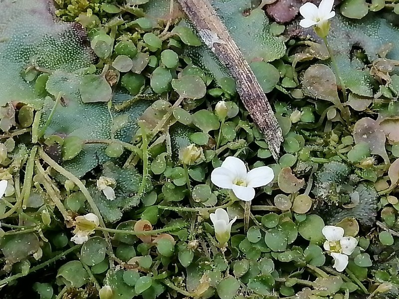 Cardamine grandiscapa photo 3